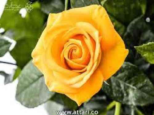 دانلود آهنگ تو را گریاندم و خودم گریستم عزیزم اشکِ نگاره خالوا